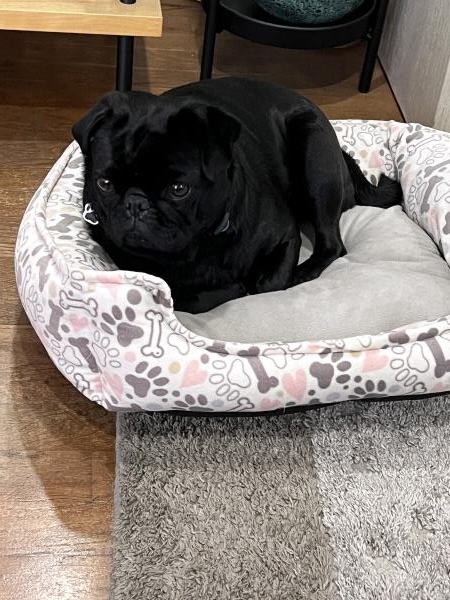 /Images/uploads/PUG NATION RESCUE OF LOS ANGELES/pugnation/entries/33586thumb.jpg